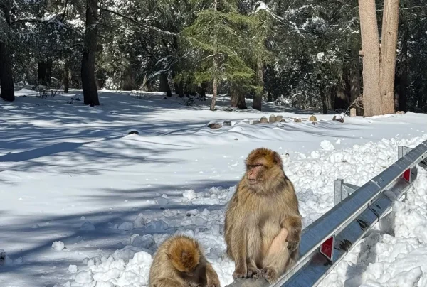 barbary macaque in the casablanca tour