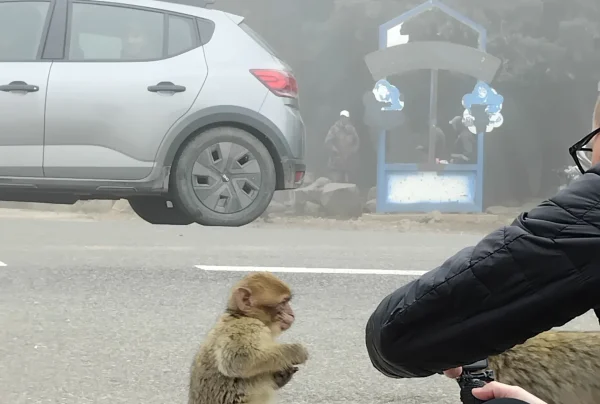 barbary monkey in the fes to marrakech tour barbary monkey in the fes to marrakech tour